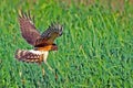 Northern Harrier Royalty Free Stock Photo