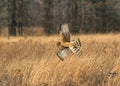 Northern Harrier Royalty Free Stock Photo