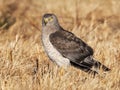 Northern Harrier aka Gray Ghost