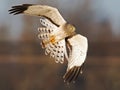 Northern Harrier aka Gray Ghost