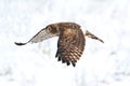 Northern Harrier (Circus cyaneus) Royalty Free Stock Photo