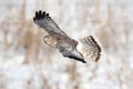 Northern Harrier (Circus cyaneus) Royalty Free Stock Photo