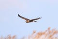 Northern Harrier (Circus cyaneus)