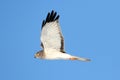 Northern Harrier (Circus cyaneus)