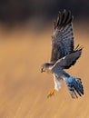 Northern Harrier in flight getting ready to pounce on prey