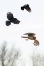 Northern harrier harassed by American crows