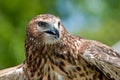 Northern Harrier Royalty Free Stock Photo