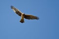 Northern Harrier Making Eye Contact As It Flys