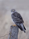 A Northern Harrier male sitting on a post on a winter day in Canada