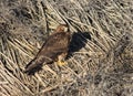 Northern Harrier Perched on Dry Tules Royalty Free Stock Photo