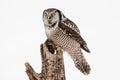 Northern Hawk Owl Royalty Free Stock Photo