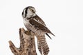 Northern Hawk Owl Royalty Free Stock Photo