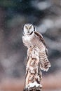 Northern Hawk Owl Royalty Free Stock Photo