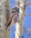 Northern Hawk-Owl