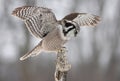 Northern Hawk-owl