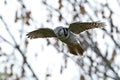 Northern Hawk Owl Surnia ulula