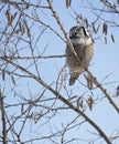 Northern Hawk Owl perched in a tree