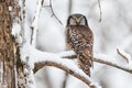 Northern Hawk Owl Royalty Free Stock Photo