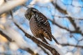 Northern Hawk Owl