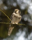 Northern Hawk Owl; Sperweruil; Surnia ulula