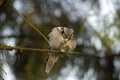 Northern Hawk Owl; Sperweruil; Surnia ulula