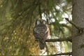 Northern Hawk Owl; Sperweruil; Surnia ulula