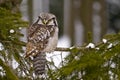 Northern Hawk owl - Surnia ulula Royalty Free Stock Photo