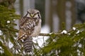 Northern Hawk owl - Surnia ulula