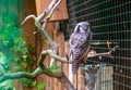 Northern hawk owl Surnia ulula, also known as simply hawk owl sitting on the branch