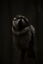 Northern hawk-owl (Surnia ulula Royalty Free Stock Photo