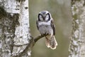 Northern hawk-owl, Surnia ulula, in Boemian-Moravian highlands Royalty Free Stock Photo