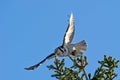 Northern Hawk Owl (Surnia ulula), flying with its capture