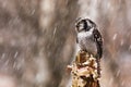 Northern hawk-owl Surnia ulula in heavy snowfall Royalty Free Stock Photo