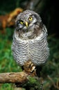 Northern Hawk Owl, surnia ulula, Immature Royalty Free Stock Photo