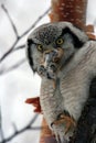 Northern Hawk Owl (Surnia ulula), Kamchatka, Royalty Free Stock Photo