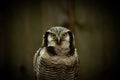 Northern hawk-owl (Surnia ulula Royalty Free Stock Photo