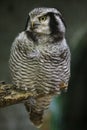 Northern hawk-owl Surnia ulula