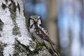 Northern hawk-owl, Surnia ulula, perched on birch trunk. Owl with beautiful yellow eyes. One of a few diurnal owls.