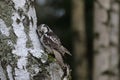 Northern hawk-owl Surnia ulula perched on birch trunk looking like sleeping. One of a few diurnal owls. Wildlife scene