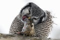 Northern Hawk Owl, Surnia ulula, with prey Royalty Free Stock Photo