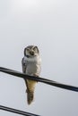 Northern Hawk Owl - Surnia ulula - resting on electrical wire Royalty Free Stock Photo