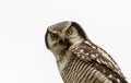 Northern Hawk Owl - Surnia ulula - resting with white background Royalty Free Stock Photo