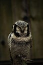 Northern hawk-owl (Surnia ulula Royalty Free Stock Photo