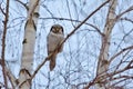 Northern hawk owl Surnia ulula sitting on a birch and searching for prey. Royalty Free Stock Photo