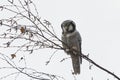 Northern hawk owl (Surnia ulula) sitting on a branch and searching for prey. Royalty Free Stock Photo