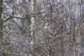 Northern hawk owl (Surnia ulula) sitting on a frosty birch. Royalty Free Stock Photo