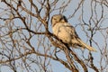 Northern Hawk Owl - Surnia ulula sitting on the tree next to the road in Varanger, Norway