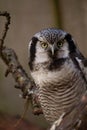 Northern hawk-owl (Surnia ulula