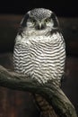 Northern hawk-owl (Surnia ulula).