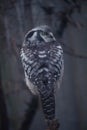 Northern hawk-owl (Surnia ulula Royalty Free Stock Photo